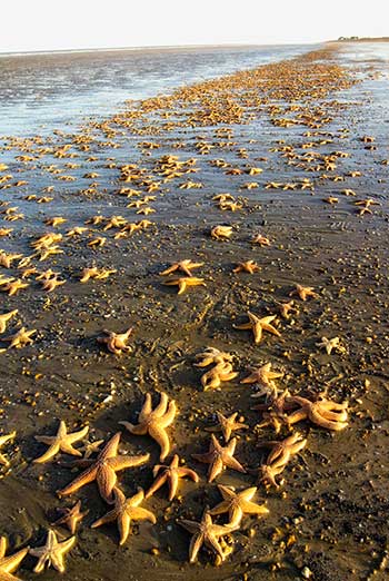 Mass Starfish Stranding